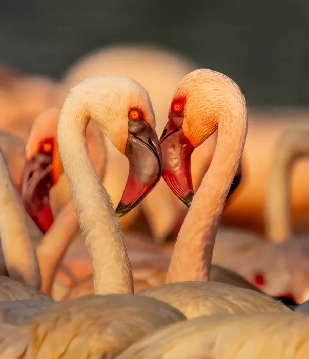 Hu, Gary: Dos Flamencos formando un corazón