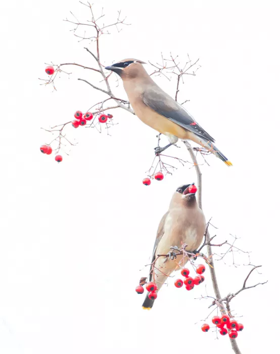 Huang, Johnson: Cedar waxwings