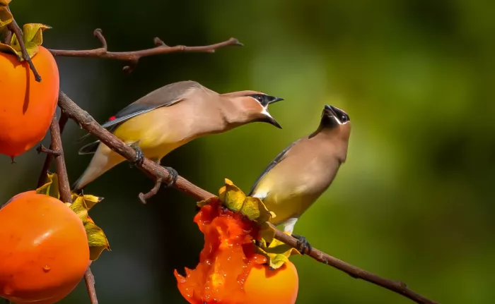 Huang, Johnson: Cedar waxwings