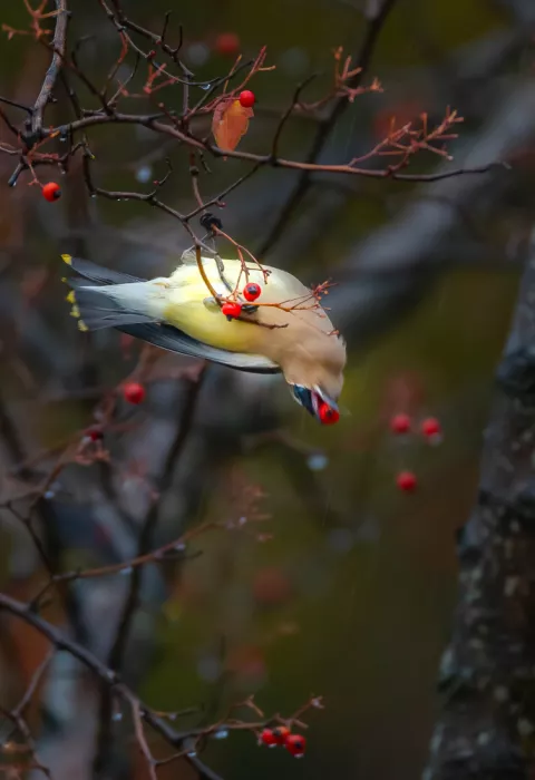 Huang, Johnson: cedar waxwings