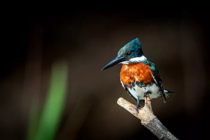 Felici, Massimo: Martin pescatore cincia