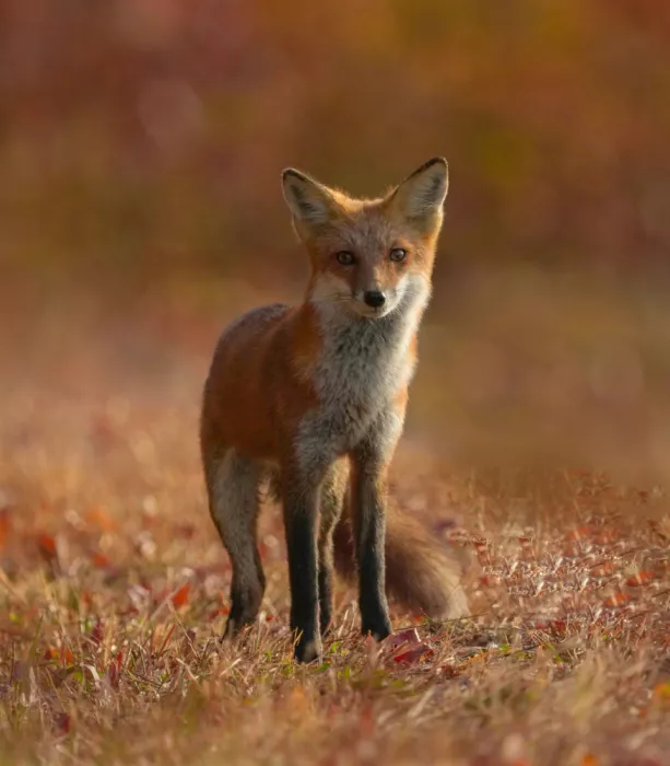 meix: A Fox in the Autumn morning