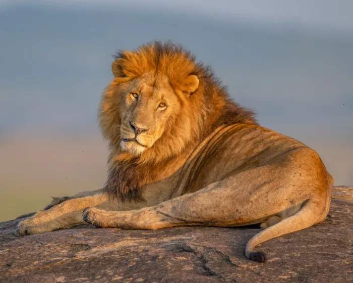 Elsheshtawy, Ahmed: king