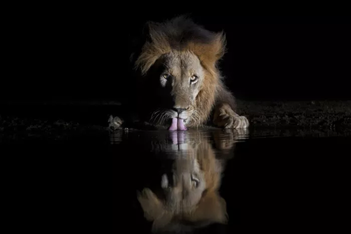 Zuo, Jun: Lion buvant