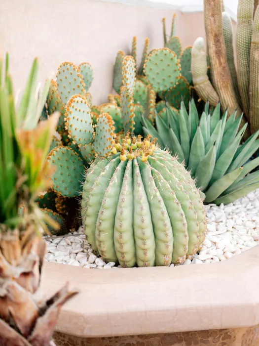 Zwart, Raisa: Cactus Love | Marrakech Travel Photography