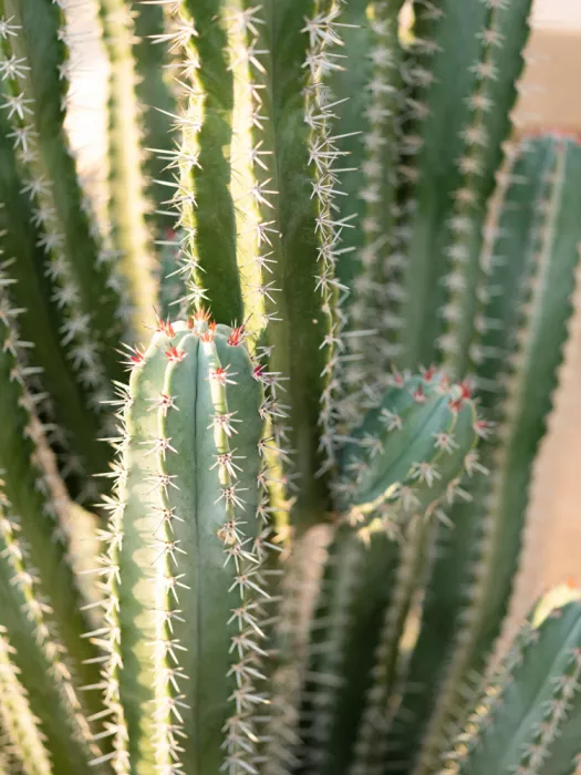 Zwart, Raisa: Gold & Green Cacti Marrakech