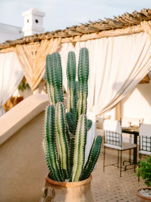 Zwart, Raisa: Rooftop Cactus | Morocco Travel Photography