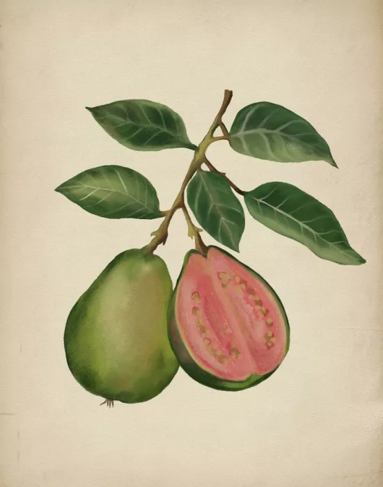 George, Josie: Vintage guava