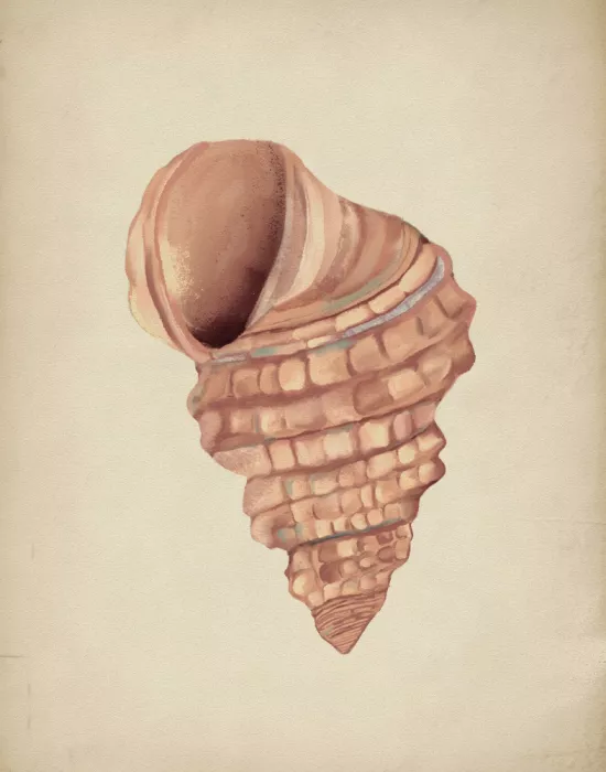 George, Josie: Conchas rosas