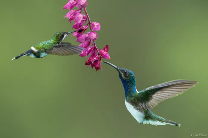 Dhesi, Rajat: La Coda di Spina Verde condivide il nettare con il Colibrì Jacobino dal collo bianco