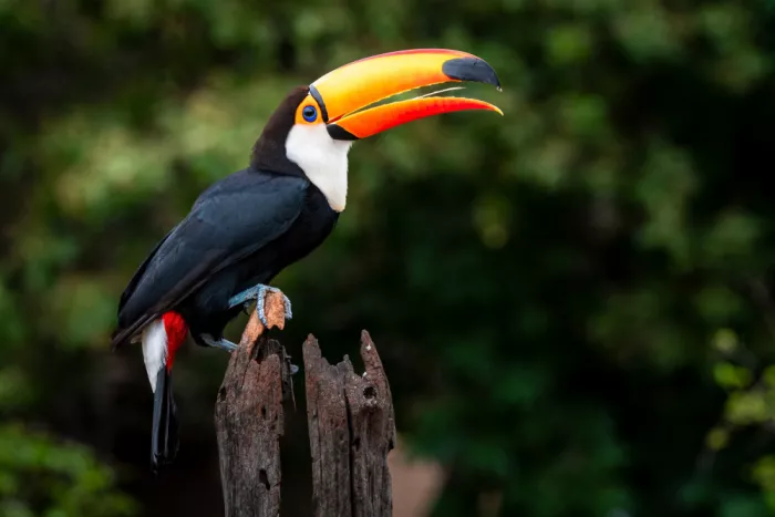 Felici, Massimo: Toco toucan