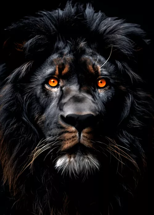 Jaszke, Justyna: León negro - Arte animal en acuarela