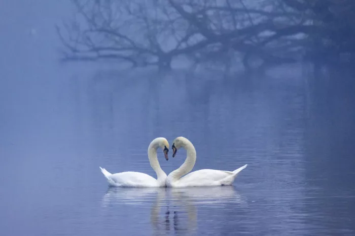 Ticu, Constantin: Eternal Tenderness