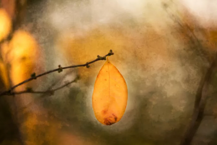 Cui, yang Xiang: Colors of Autumn