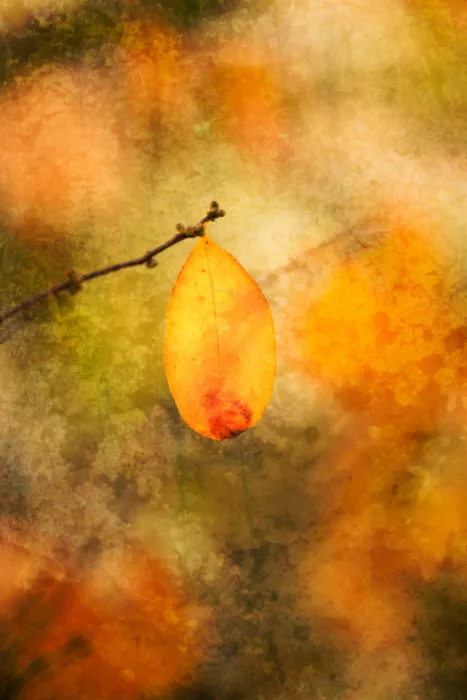 Cui, yang Xiang: Colors of Autumn