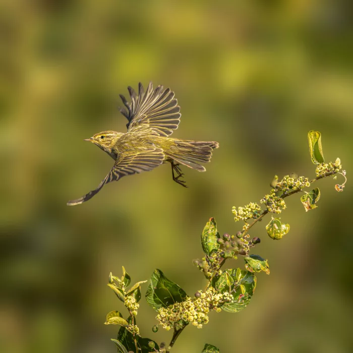 mahmoud, Adel: Common Chiffchaff
