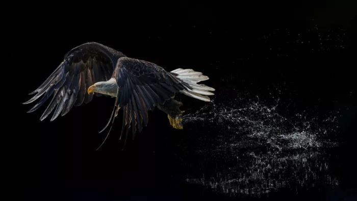 Zhao, Qing: Taking off