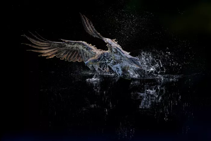 Zhao, Qing: Taking off