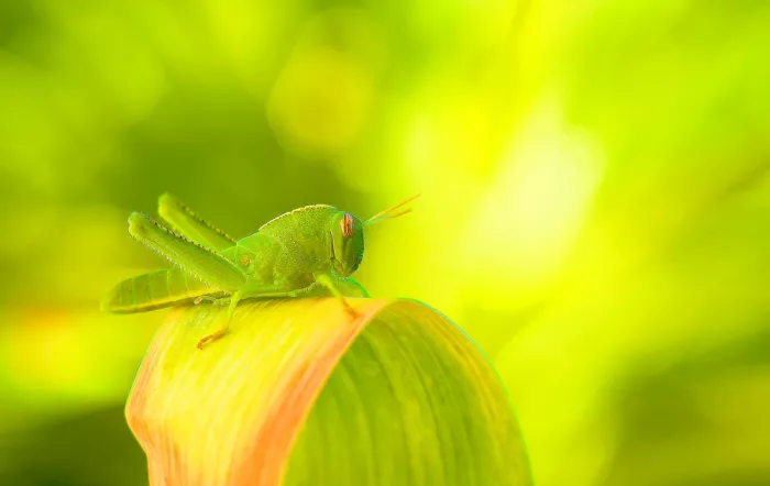 Dufour, Thierry: Pianeta verde destinazione...