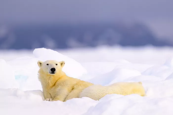 Prasad, Som: Mother keeps watch over sleeping cub
