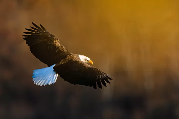 Wang, Catherine: Águila calva