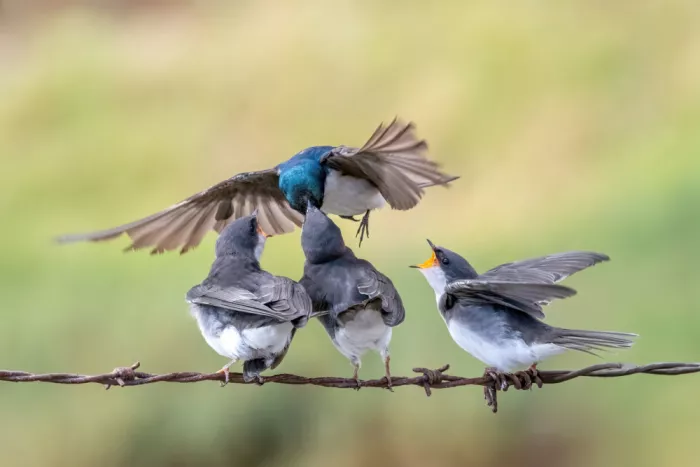 Lipinghu: The beautiful posture of the mother feeding the little swallow