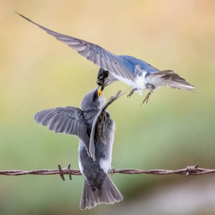 Lipinghu: Mouth to mouth