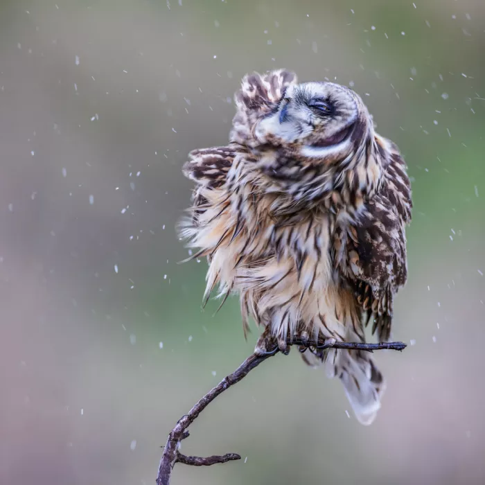 (吉星高照), Taksing: short-eared owl