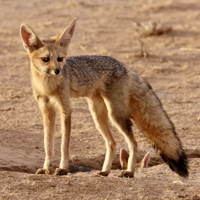 Pearce, Robert: Cape Fox at sunset