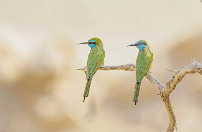 ilan: Bee Eater