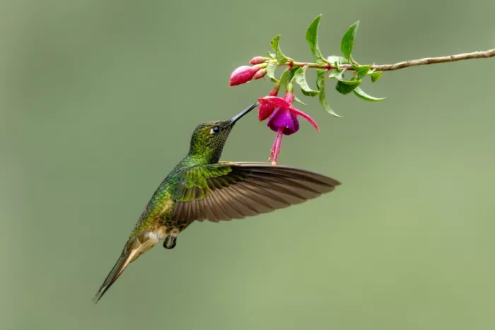 Dhesi, Rajat: 