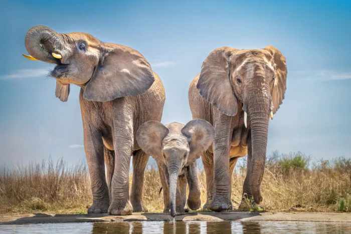 Sink, C. Jeffrey: Eye level pachyderms