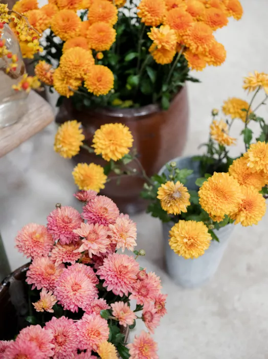 Zwart, Raisa: Chrysanthemen in Blüte | Herbstliches Blumenstillleben