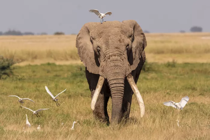 Badalov, Jamil: Mother Africa