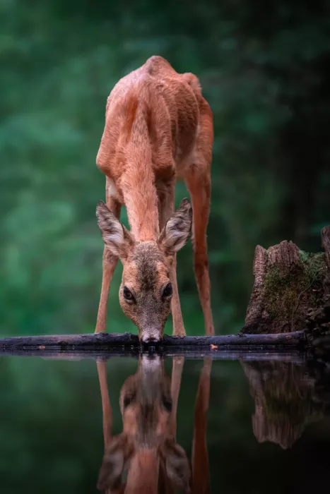 Lai, Vicki: Bambi