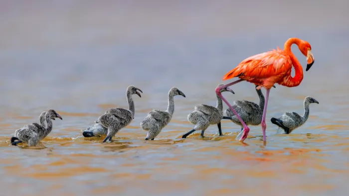 Zuo, Jun: Flamingo-Babysitter