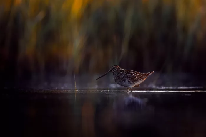 Renmyr, Magnus: Common snipe hiding in the shoreline