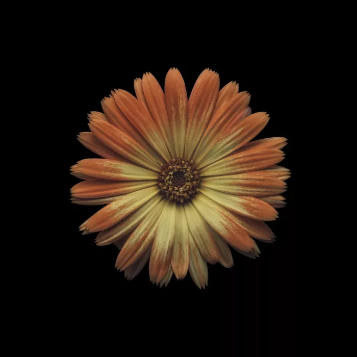 Grønkjær, Lotte: La última flor del jardín