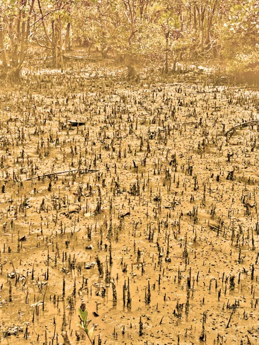 ch, Santhosh: Golden Mangrove Mood