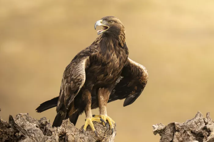 Curto, Jose: Golden eagle pose