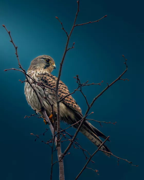 Horst, ter Gert: Perching kestrel
