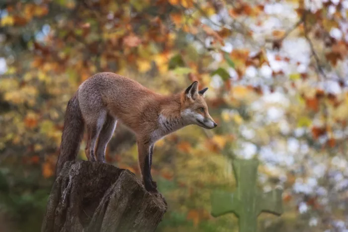 Selagea, Andreea: Fox