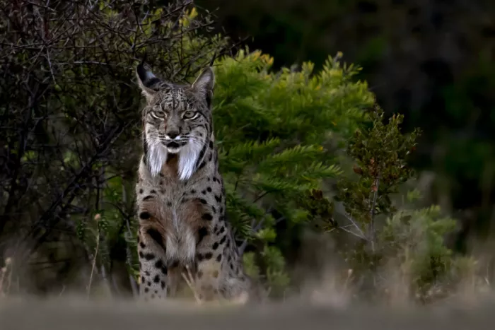 Helsen, Eddy: Iberian Lynx