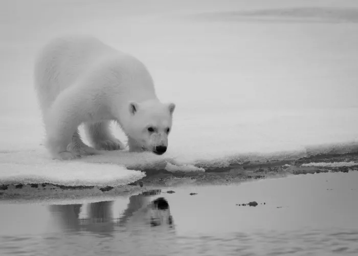 Chawla, Shobhit: Mirror on the floor.. Svalbard