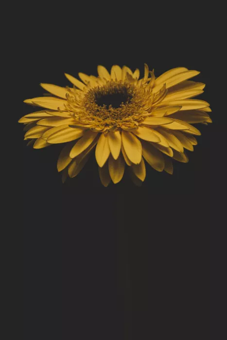 akyurt, engin: Fleur jaune