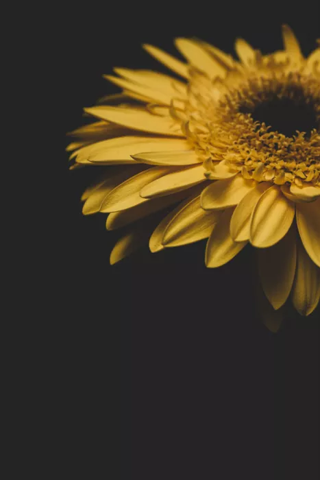 akyurt, engin: Gelbe Blume
