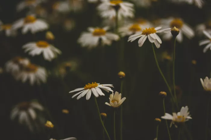 akyurt, engin: Beautiful Daisies