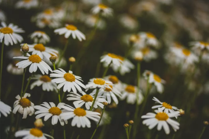 akyurt, engin: Schöne Gänseblümchen