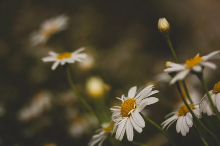 akyurt, engin: Schöne Gänseblümchen