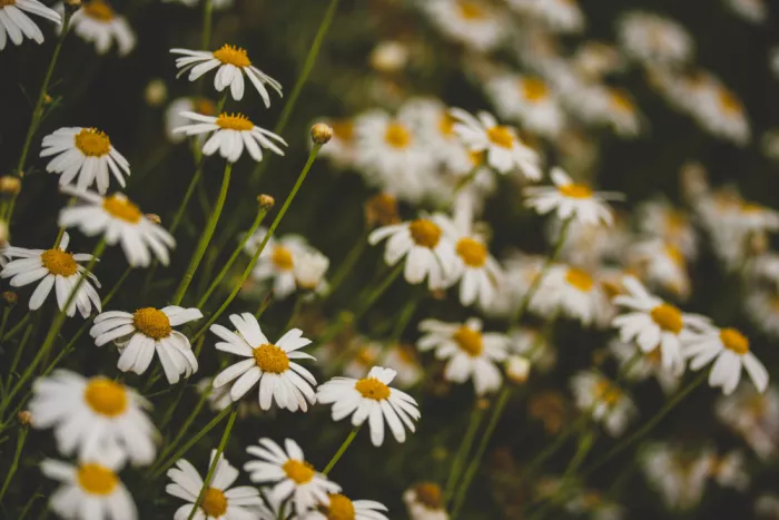 akyurt, engin: Beautiful Daisies